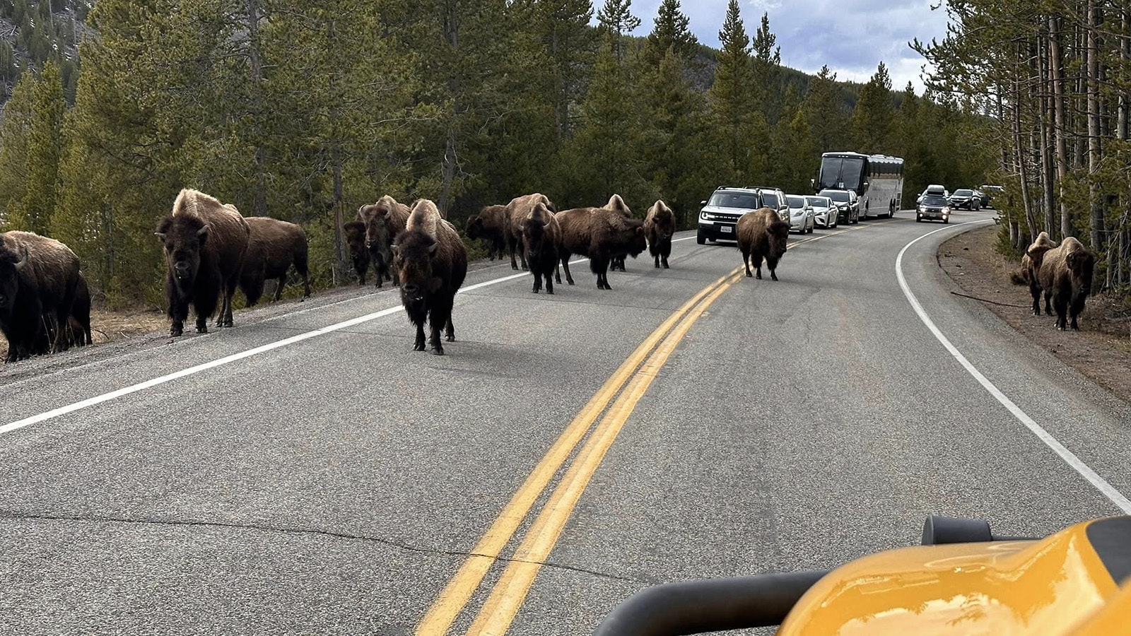 Debate rages over tour bus driving through bison jam in Yellowstone